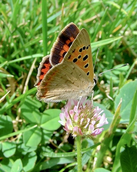 small copper